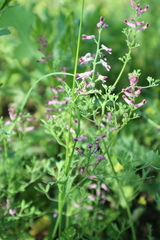 Fumaria officinalis