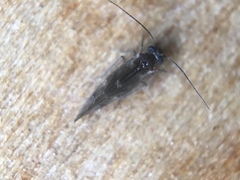 Maoripsocus