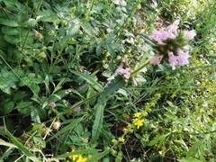 Betonica officinalis