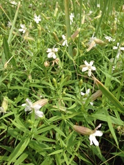 Silene procumbens