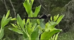 Erythrodiplax berenice