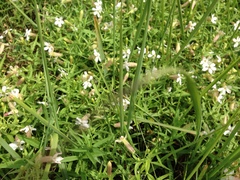 Silene procumbens