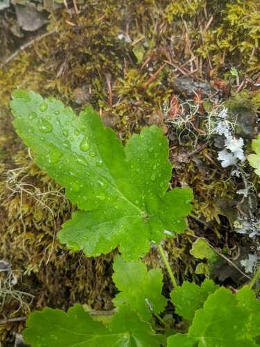 Alum Root (Heuchera diversifolia)