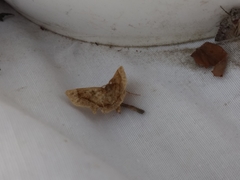 Metarranthis hypochraria