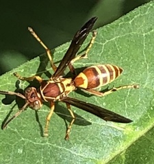 Polistes dorsalis