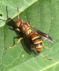 Polistes dorsalis