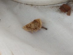 Metarranthis hypochraria