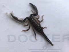 Chactas vanbenedenii