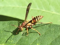 Polistes dorsalis