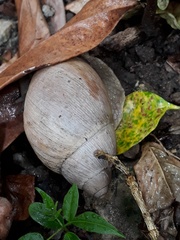 Megalobulimus oblongus