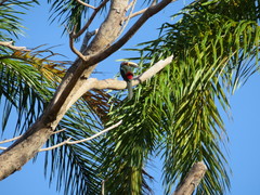 Pteroglossus inscriptus