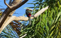 Pteroglossus inscriptus