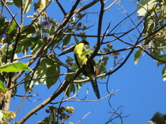 Pteroglossus inscriptus