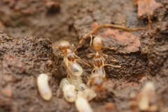 Paraparatrechina sakurae