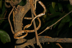 Boiga angulata