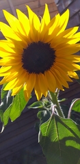 Helianthus annuus