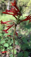 Ipomopsis aggregata aggregata