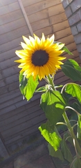 Helianthus annuus