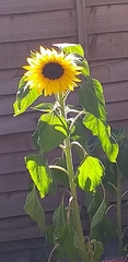 Helianthus annuus