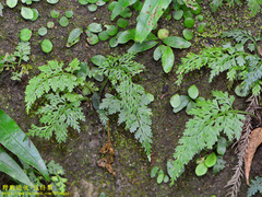 Asplenium ritoense