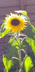 Helianthus annuus