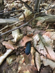 Carabus scabrosus tauricus