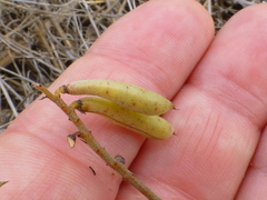 Indigofera psoraloides