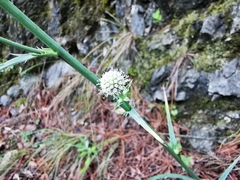 Eryngium longifolium