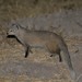 Selous' Mongoose - Photo (c) peter_apps, some rights reserved (CC BY-NC), uploaded by peter_apps