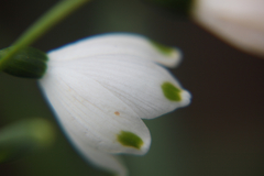 Leucojum