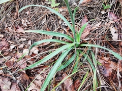Eryngium longifolium