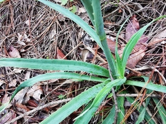 Eryngium longifolium