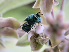 Euperilampus triangularis