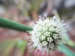 Eryngium longifolium