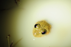 Euphlyctis cyanophlyctis