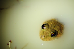 Euphlyctis cyanophlyctis