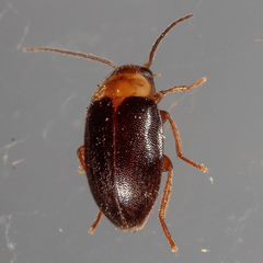 Sacodes pulchella