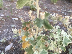 Malacothamnus fremontii cercophorus