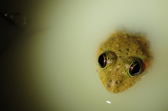 Euphlyctis cyanophlyctis