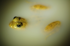 Euphlyctis cyanophlyctis