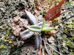 Lenophyllum acutifolium
