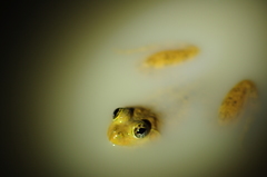 Euphlyctis cyanophlyctis