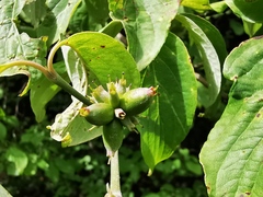 Cornus florida urbiniana