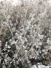 Malacothamnus abbottii