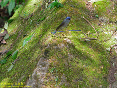 Psolodesmus mandarinus