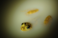 Euphlyctis cyanophlyctis