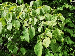 Cornus florida urbiniana