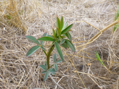 Indigofera psoraloides
