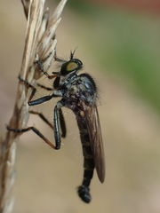 Neoitamus socius
