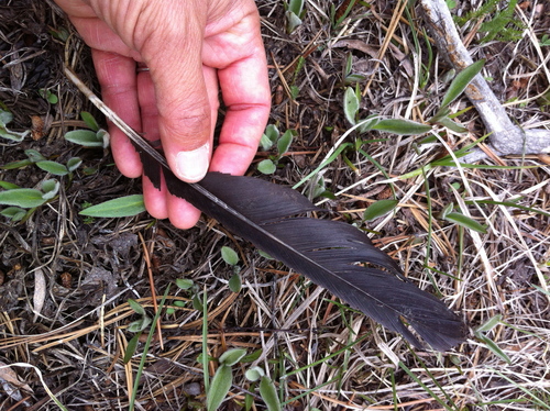 iNaturalist observation photo of Common Raven